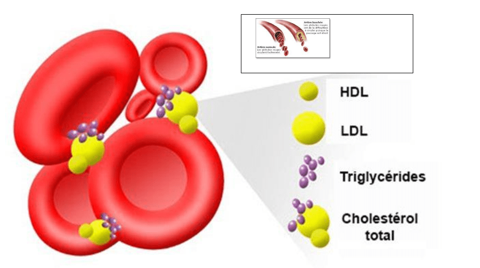 Le Cholestérol Laboratoire MOGADOR